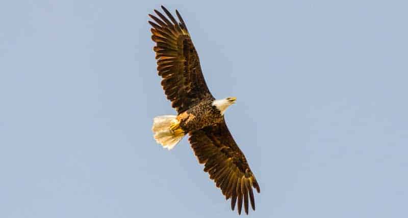 flying eagle_edited